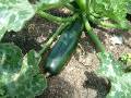 Zucchini Big 